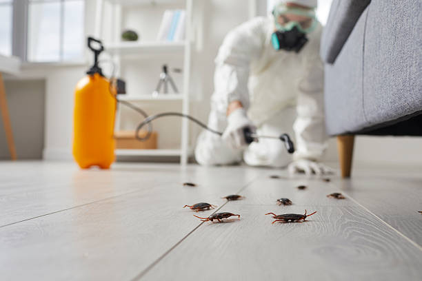 Post-Treatment Bed Bug Interceptor Monitoring in St. Anthony